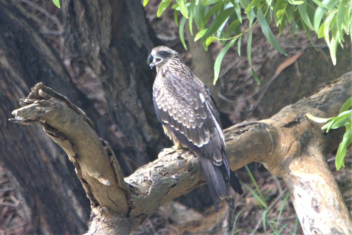 Black Kite - Ajay Sarvagnam