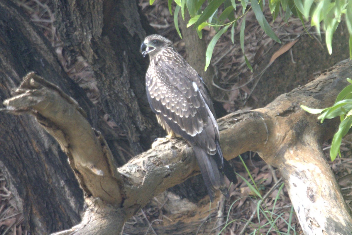 Black Kite - ML601783301