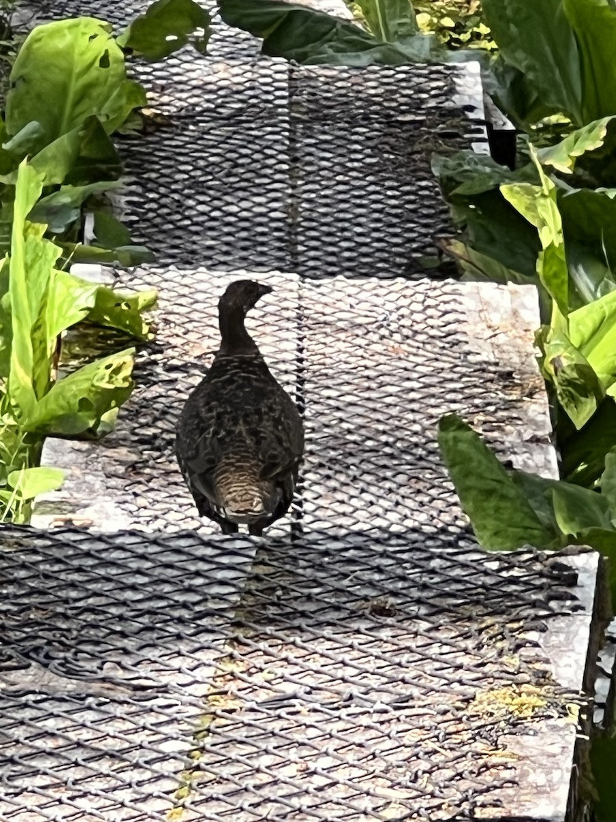 Sooty Grouse - ML601783771