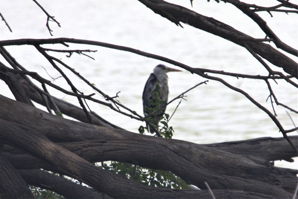 Gray Heron - ML601783971