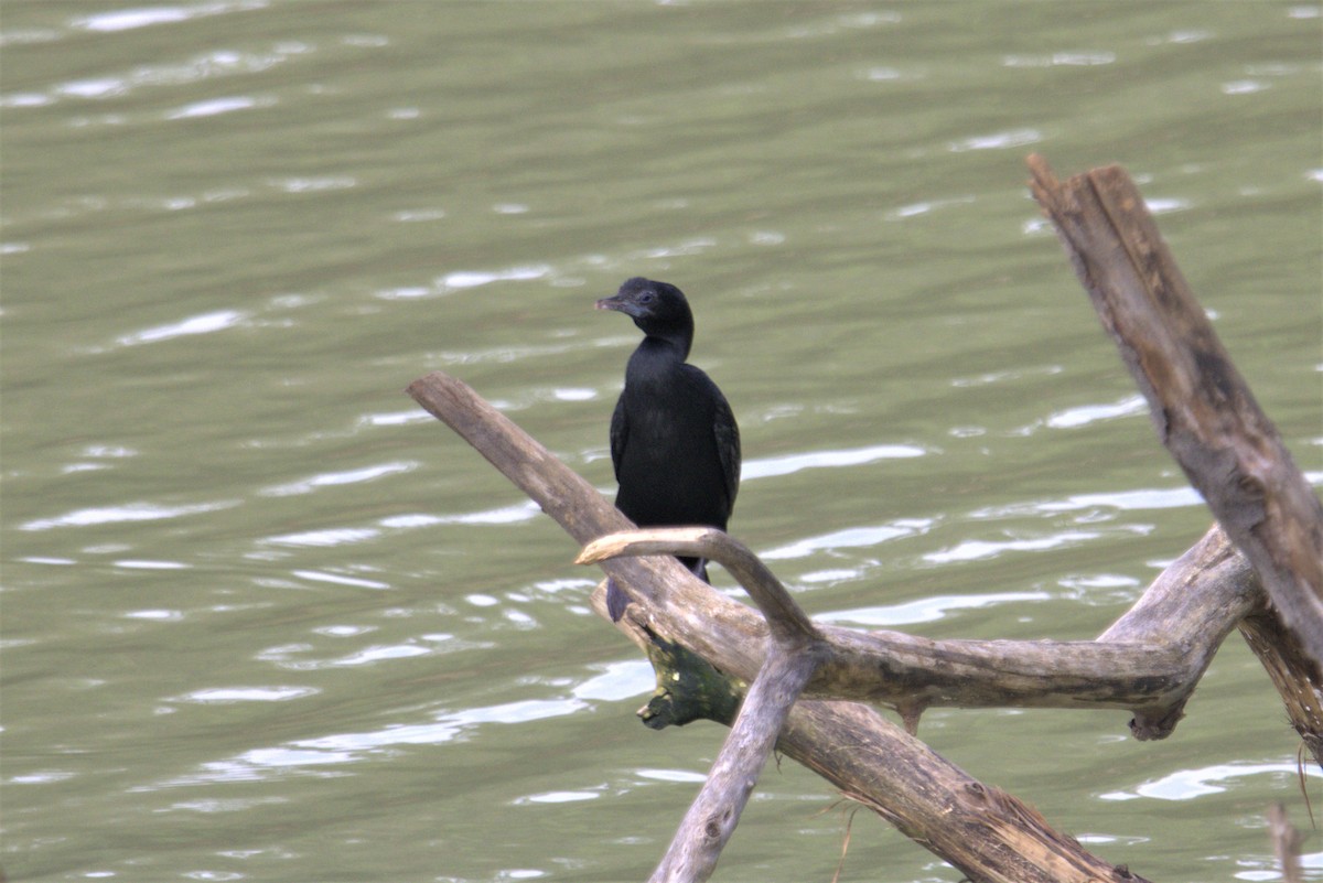 Little Cormorant - Ajay Sarvagnam