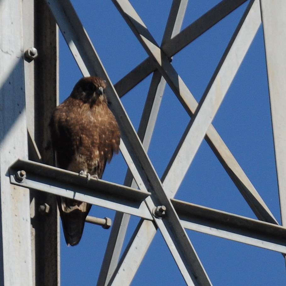 Brown Falcon - ML60178461