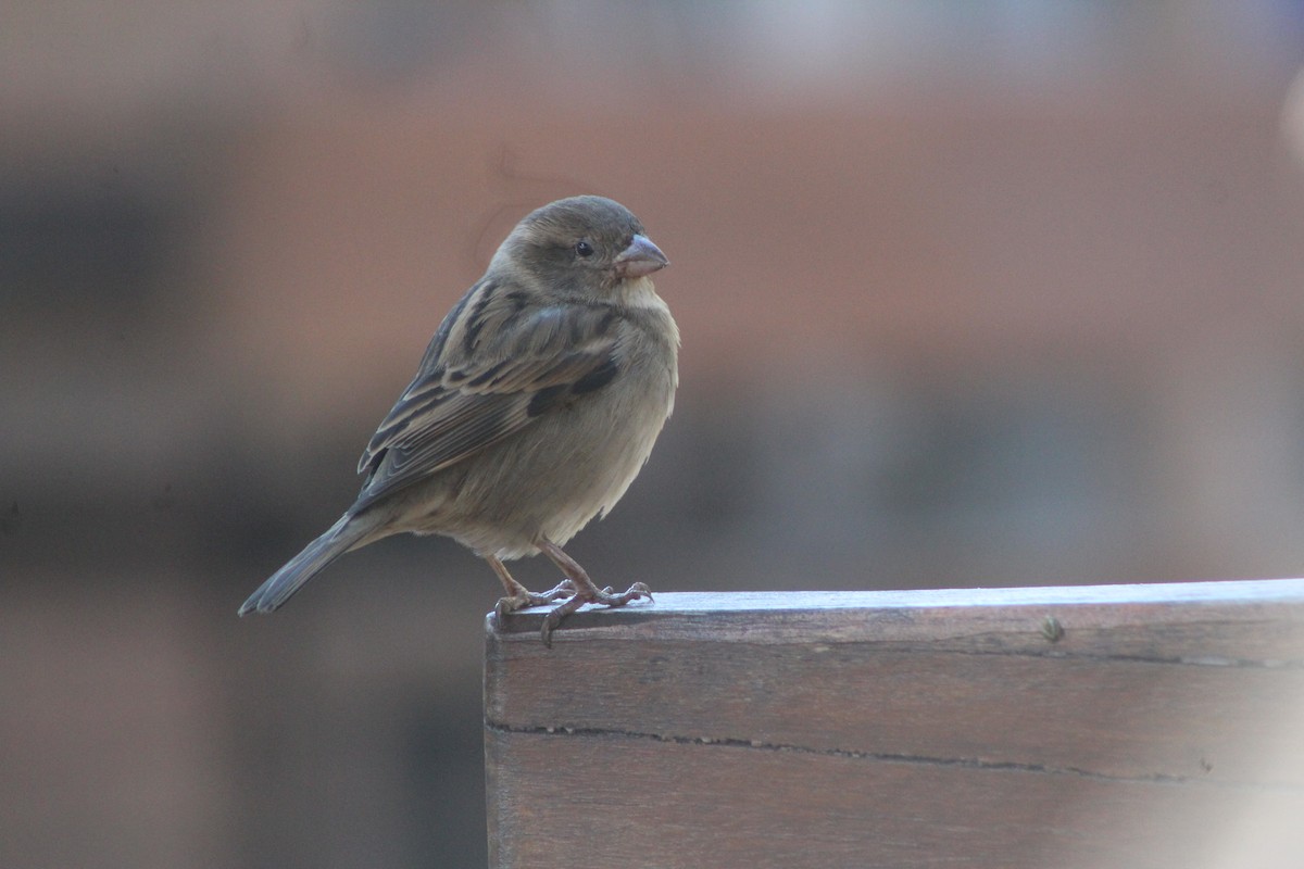 House Sparrow - ML60178651