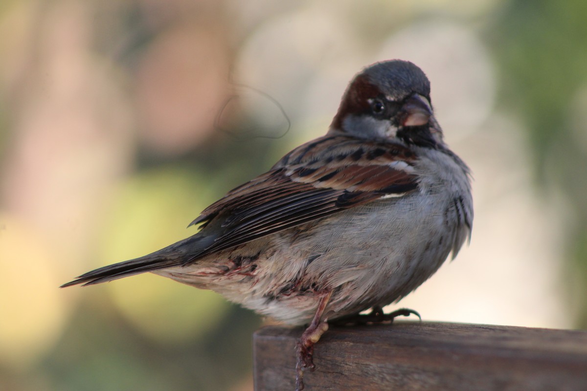 Moineau domestique - ML60178661