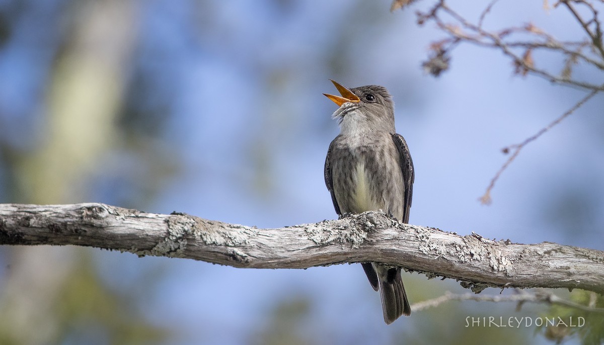 Olive-sided Flycatcher - ML60178681