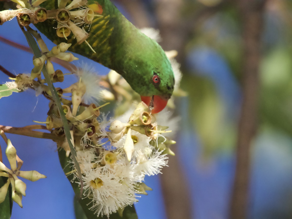 Scaly-breasted Lorikeet - ML601787231