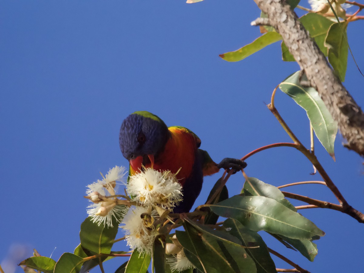 Rainbow Lorikeet - ML601787241