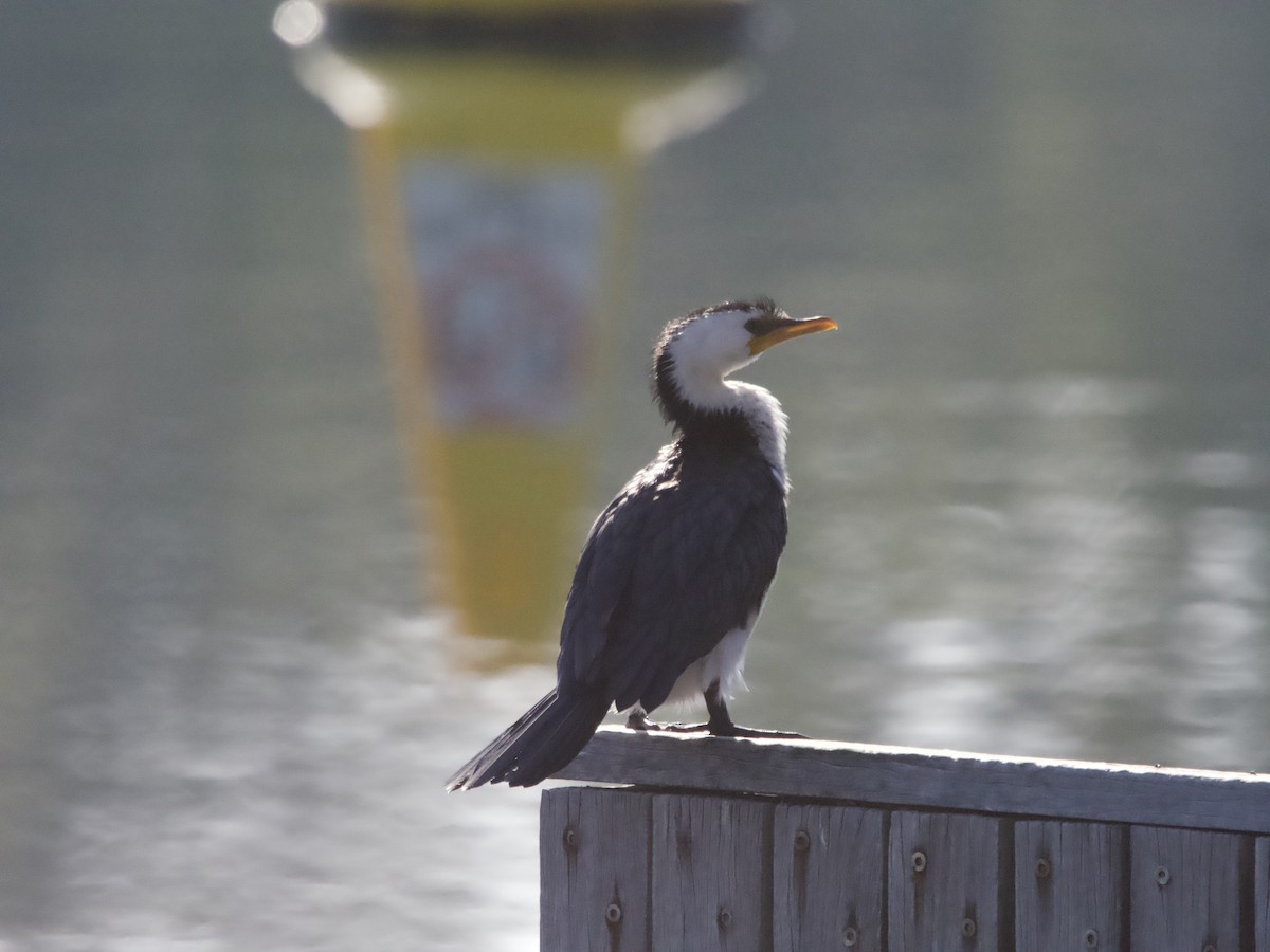 Little Pied Cormorant - ML601787251