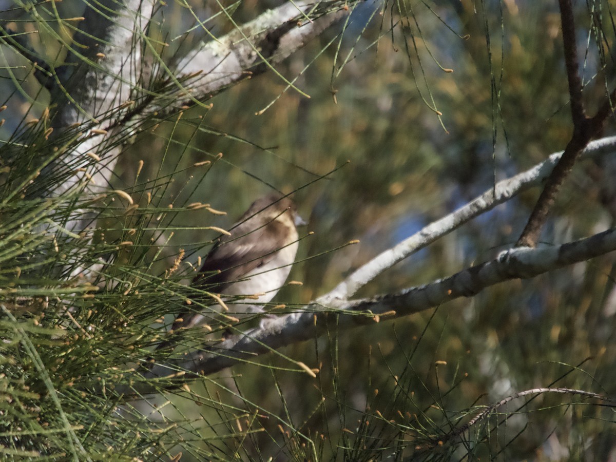 Gray Butcherbird - ML601787261