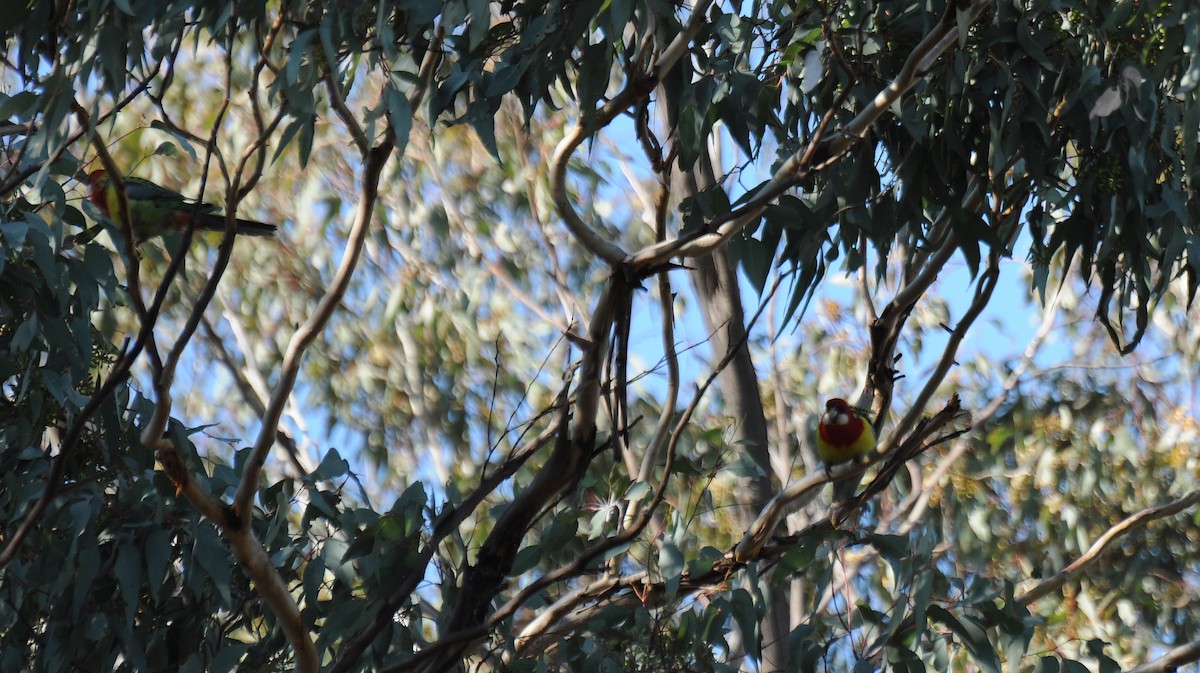 Eastern Rosella - ML60178731