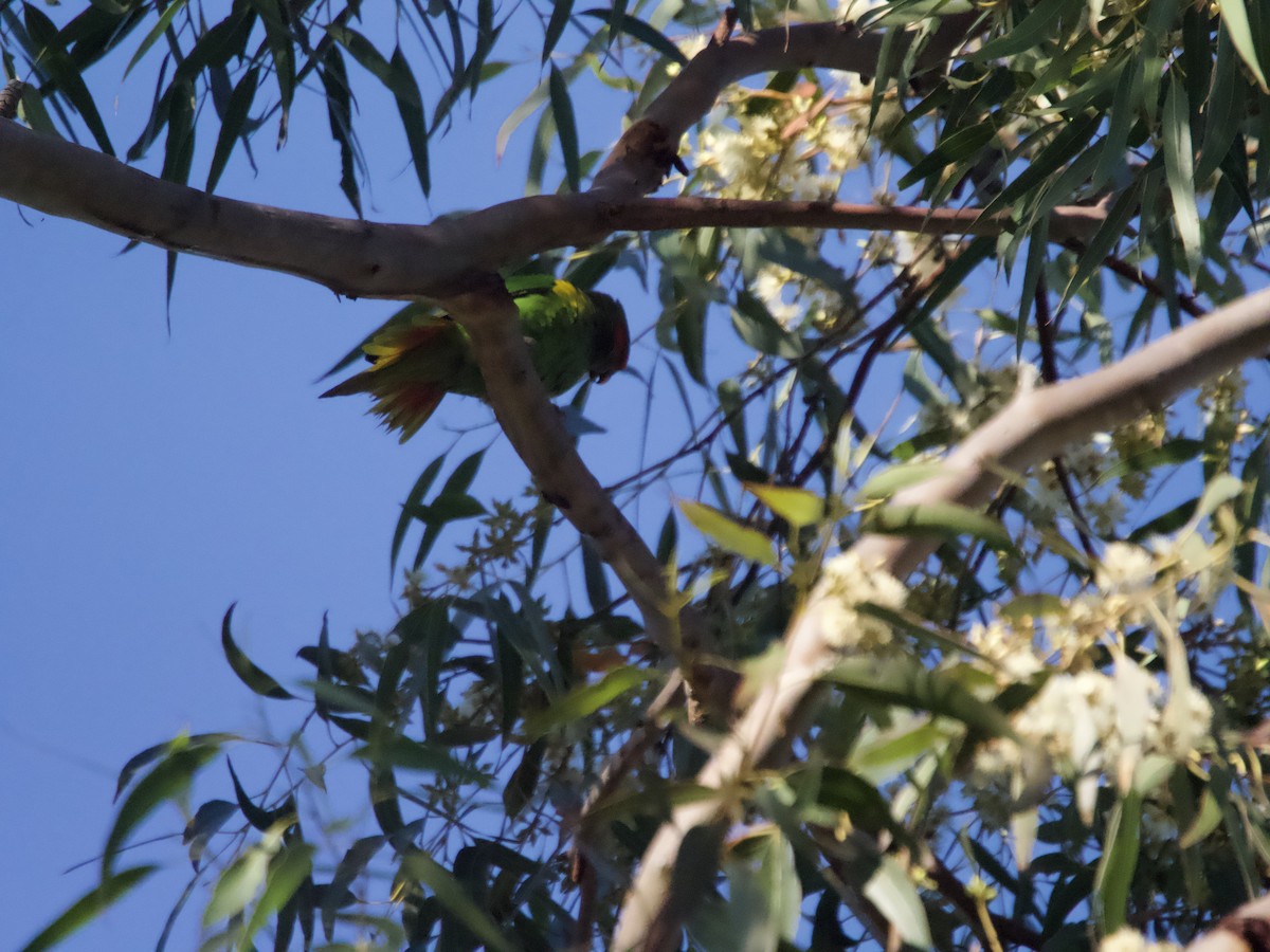 Musk Lorikeet - ML601787331