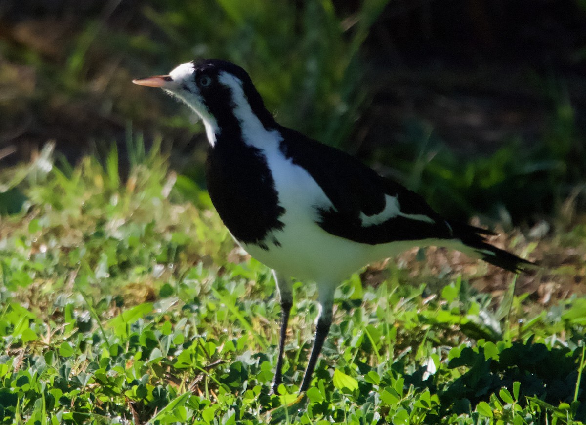 Magpie-lark - Yvonne van Netten