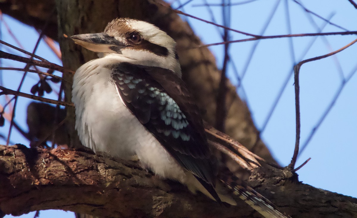 Laughing Kookaburra - ML601787401