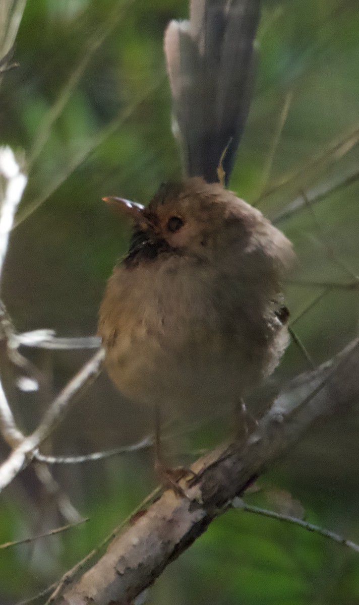 Variegated Fairywren - ML601787651