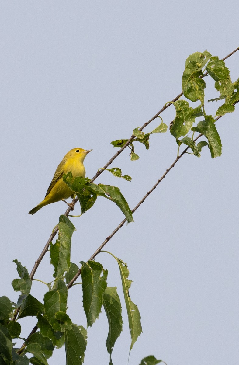 Yellow Warbler - ML601788161