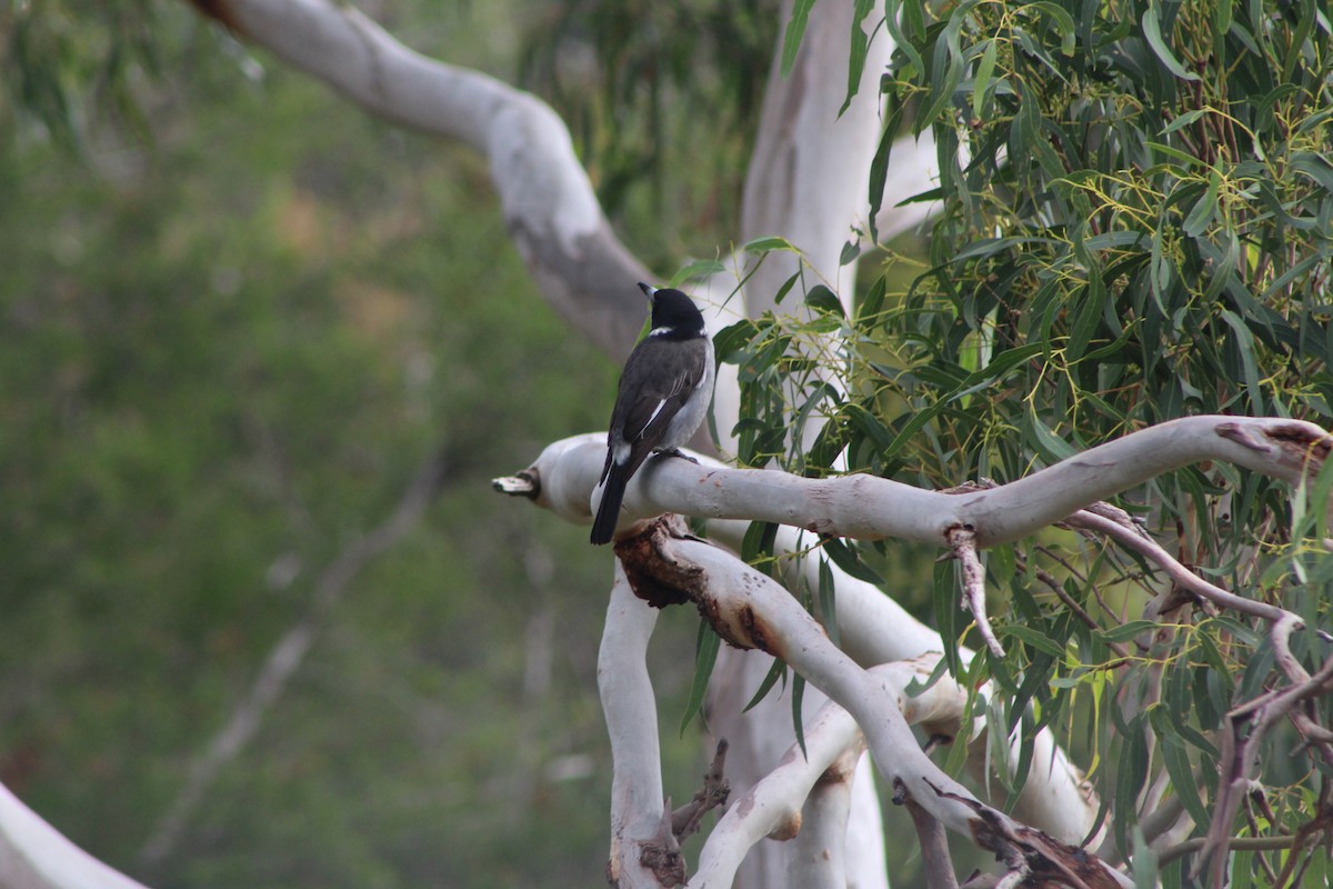 Gray Butcherbird - ML60178821