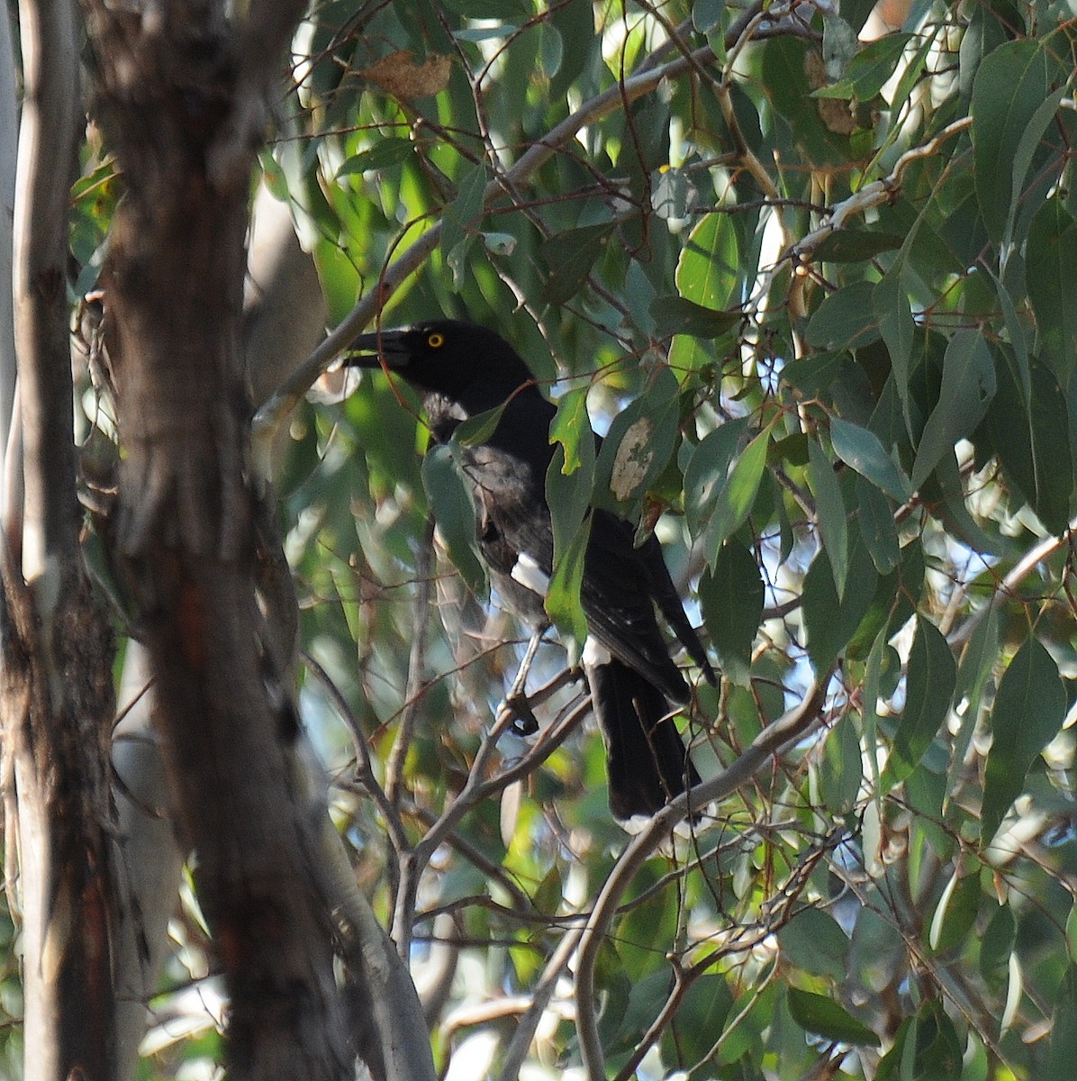 Pied Currawong - ML60178831