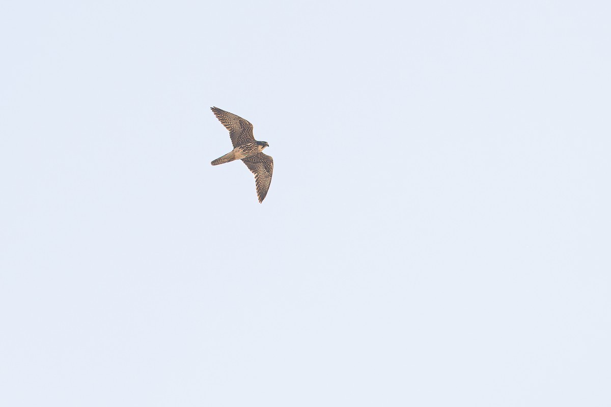 Lanner Falcon - Frédéric Bacuez