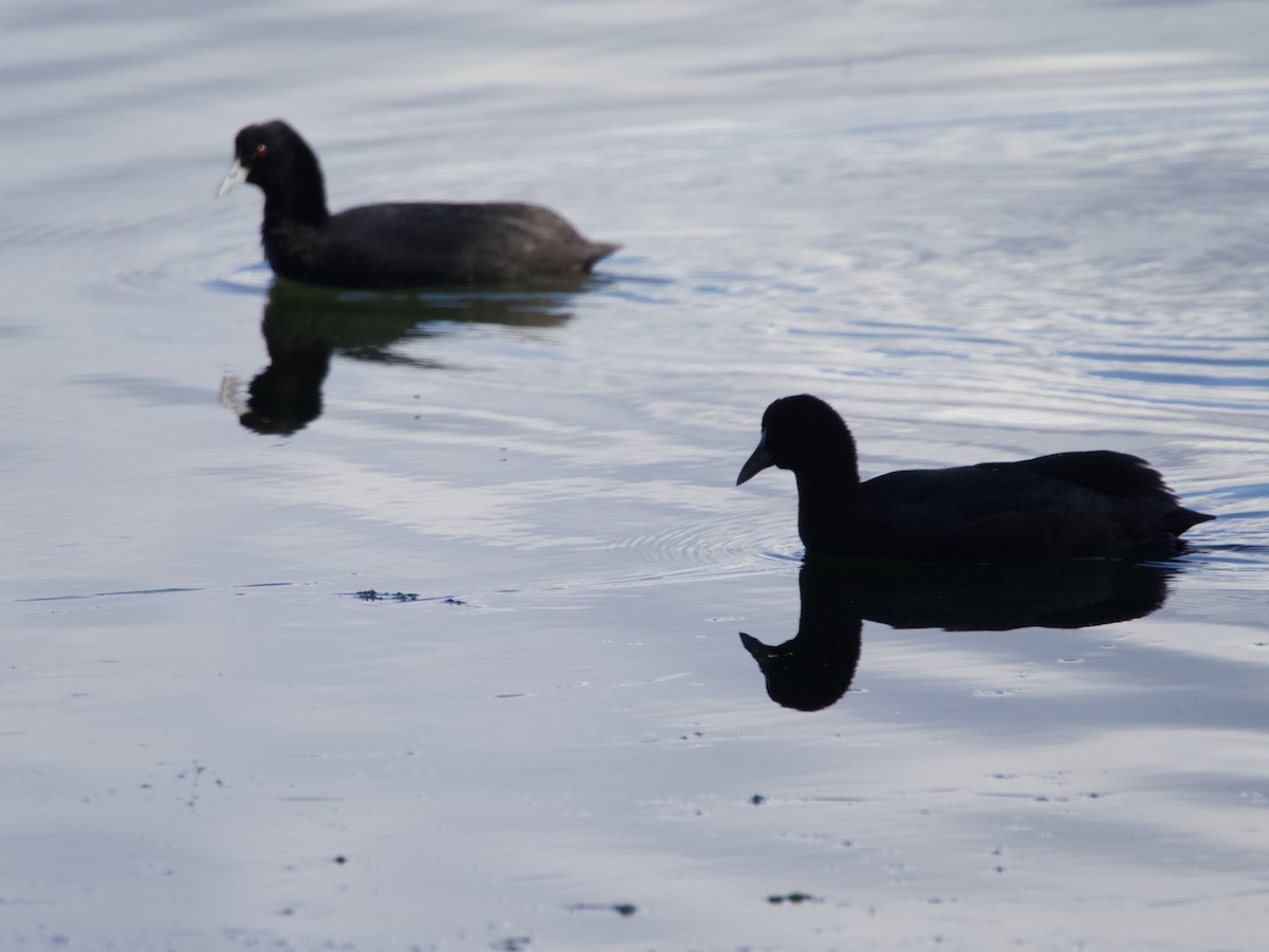 Eurasian Coot - ML601788411