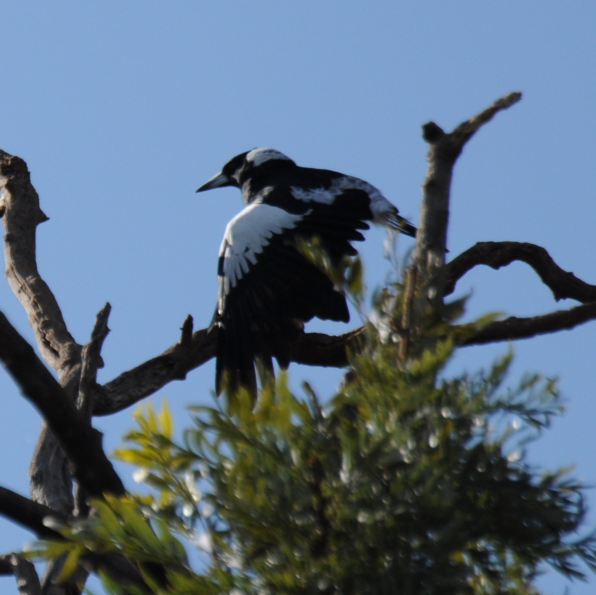 Australian Magpie - ML60178851