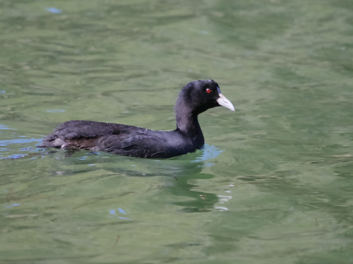 Eurasian Coot - ML601788591