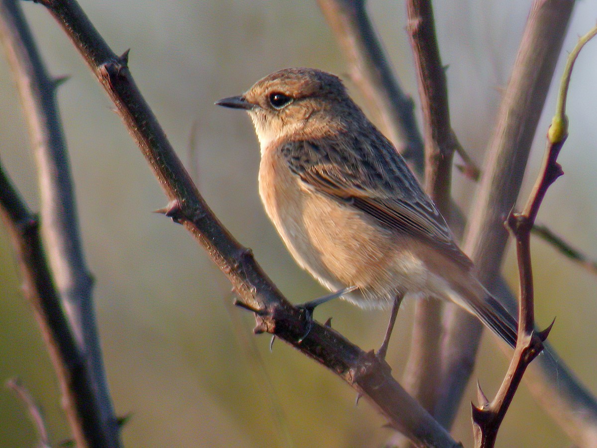 Amur Stonechat - ML601788841