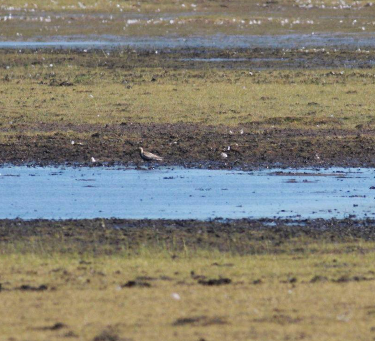 Pacific Golden-Plover - ML601788931