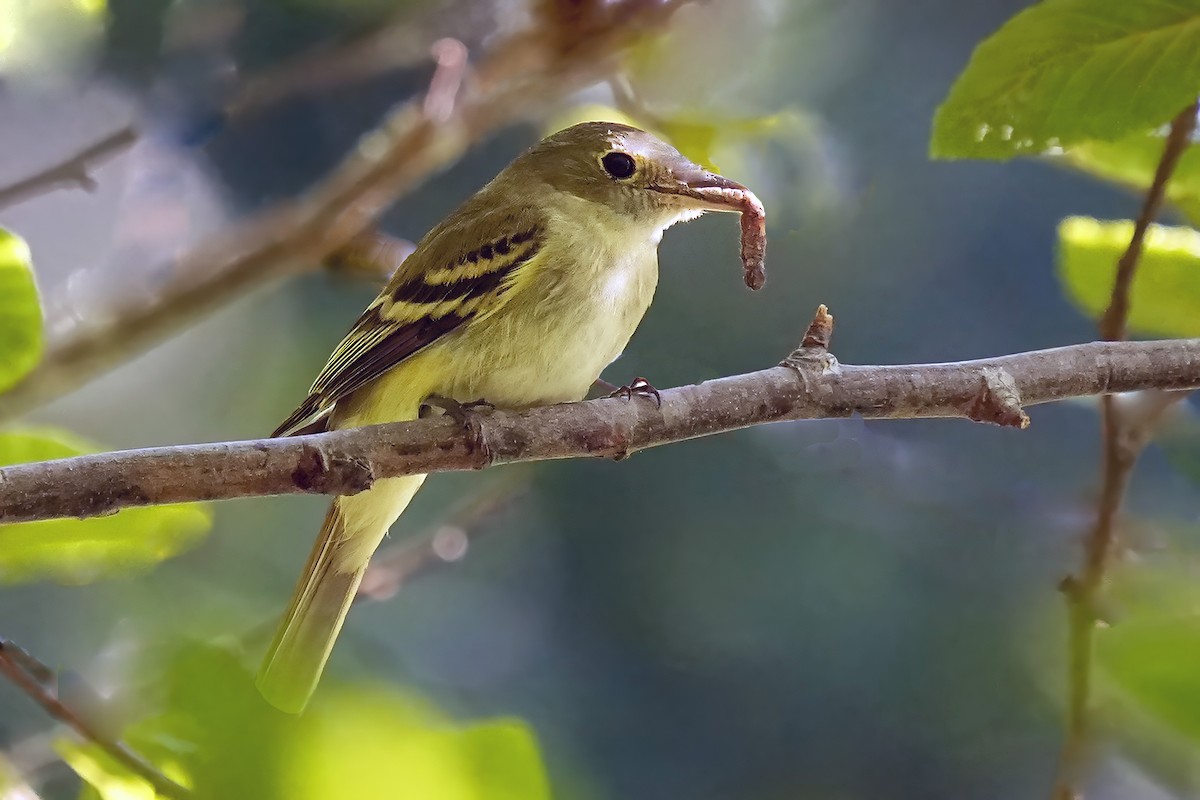 Acadian Flycatcher - Alan Lenk