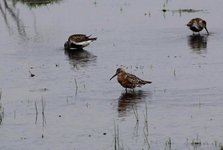 Curlew Sandpiper - ML601790001