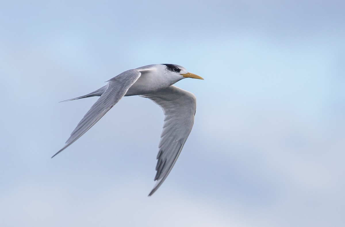 Great Crested Tern - ML601790881