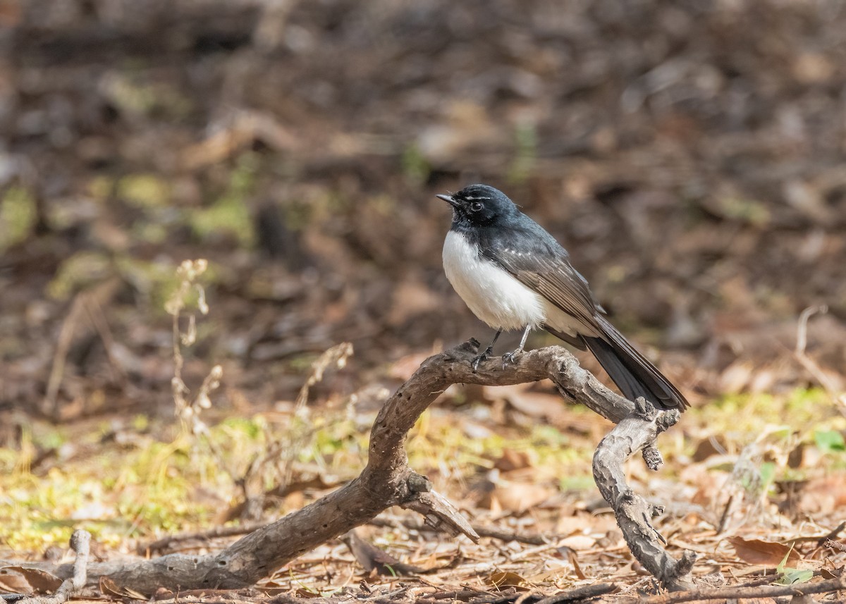 Willie-wagtail - ML601791121