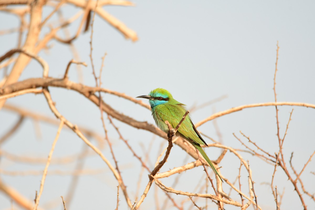 Arabian Green Bee-eater - ML601791461
