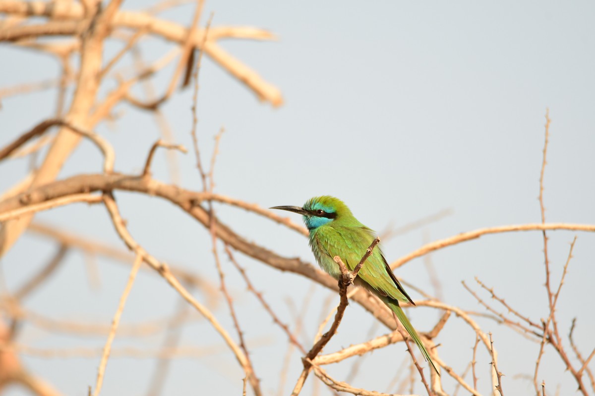 Arabian Green Bee-eater - ML601791471