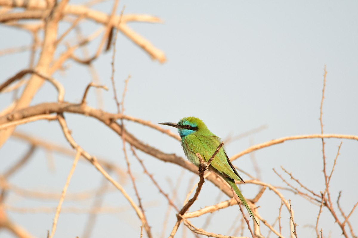 Arabian Green Bee-eater - ML601791481