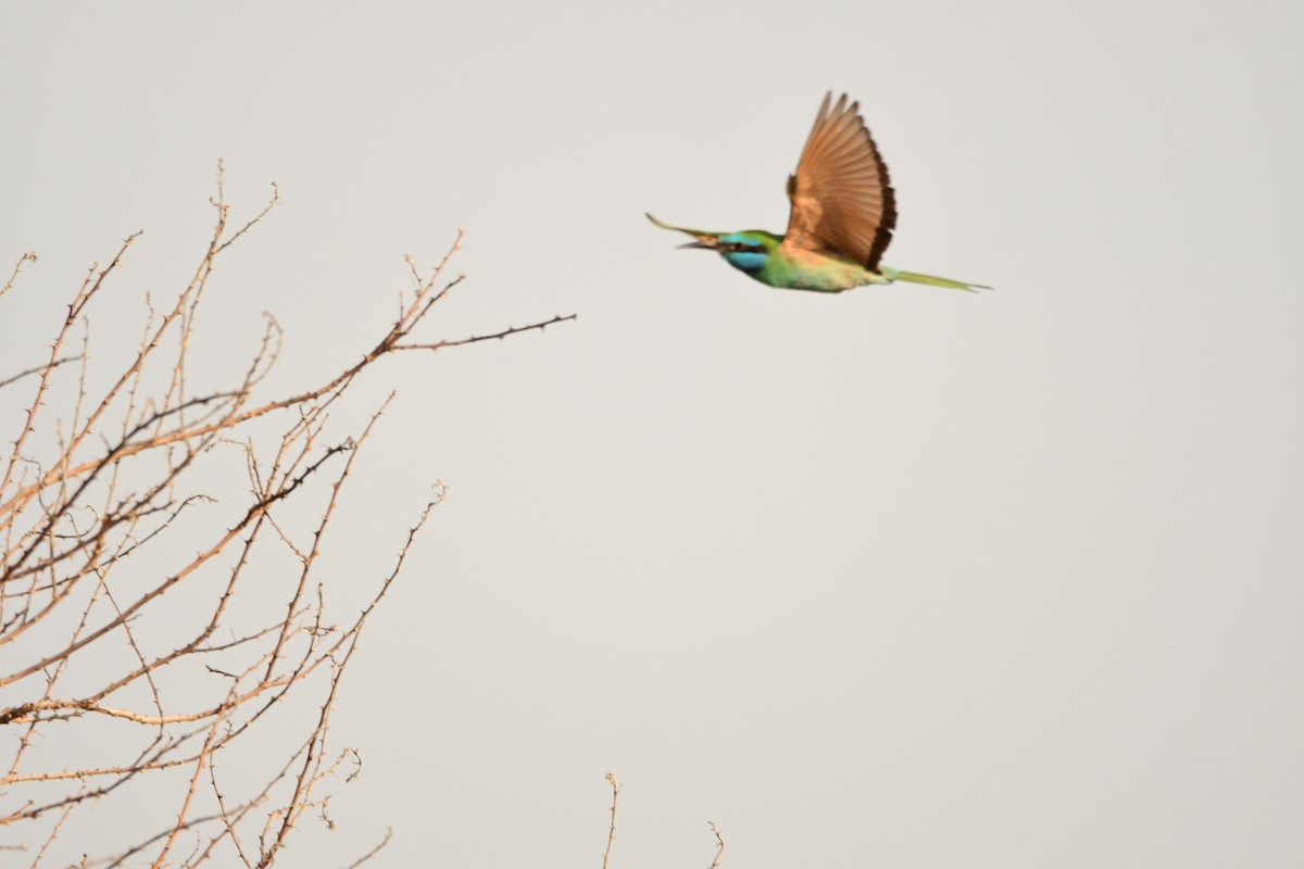 Arabian Green Bee-eater - ML601791491