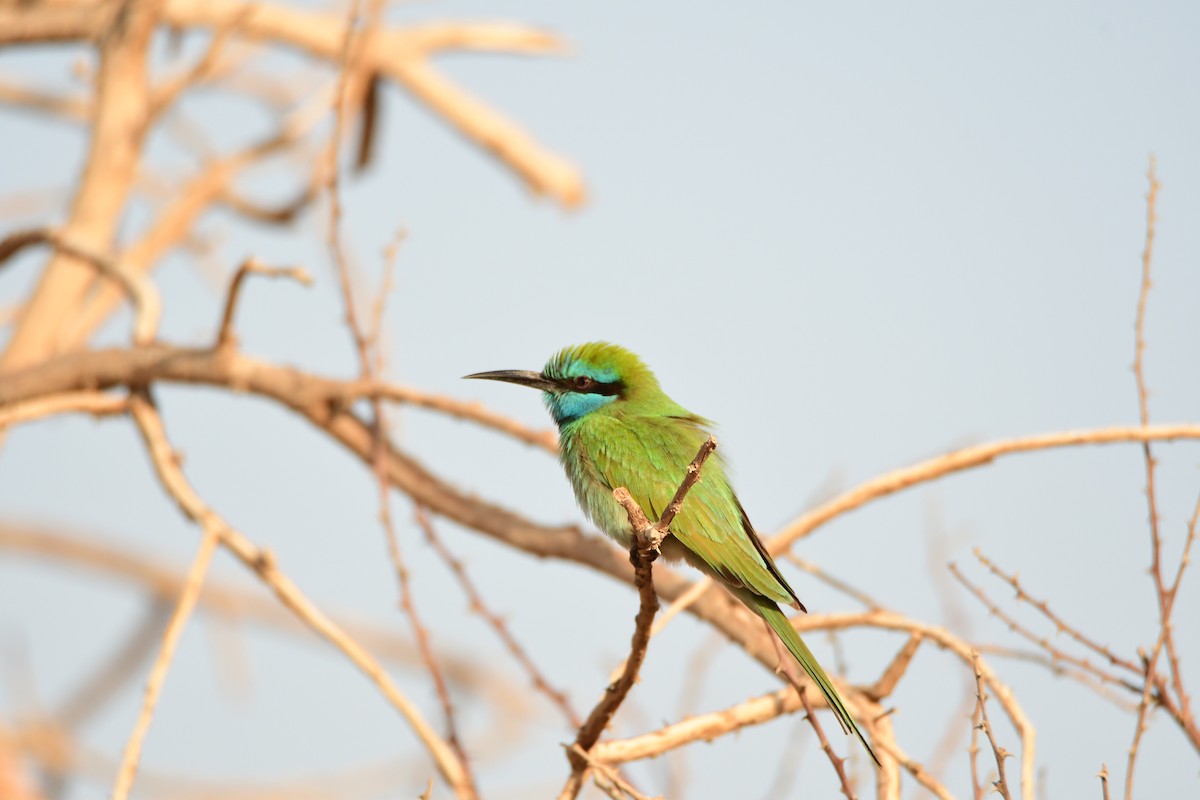 Arabian Green Bee-eater - ML601791501