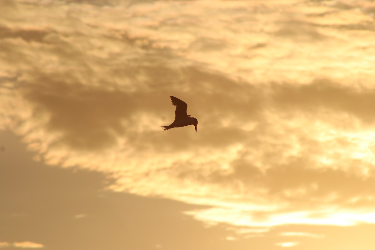 Australian Fairy Tern - ML60179151