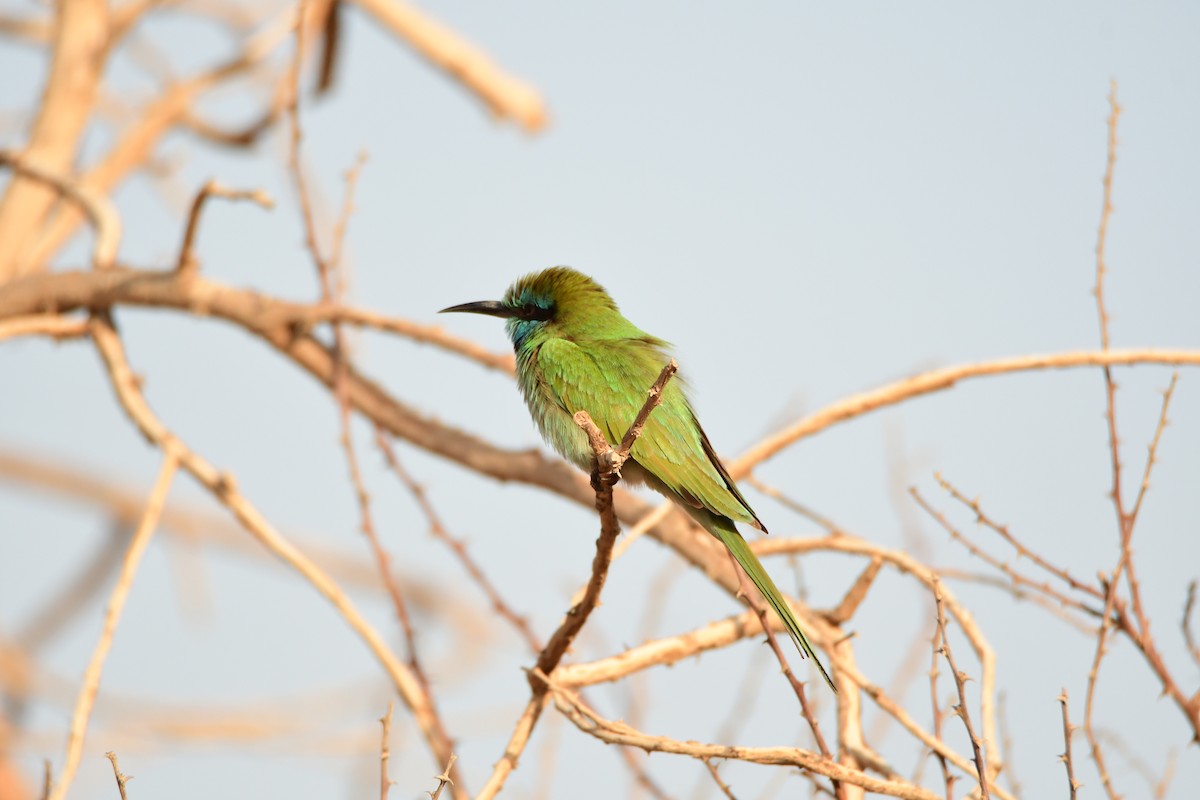 Arabian Green Bee-eater - ML601791511