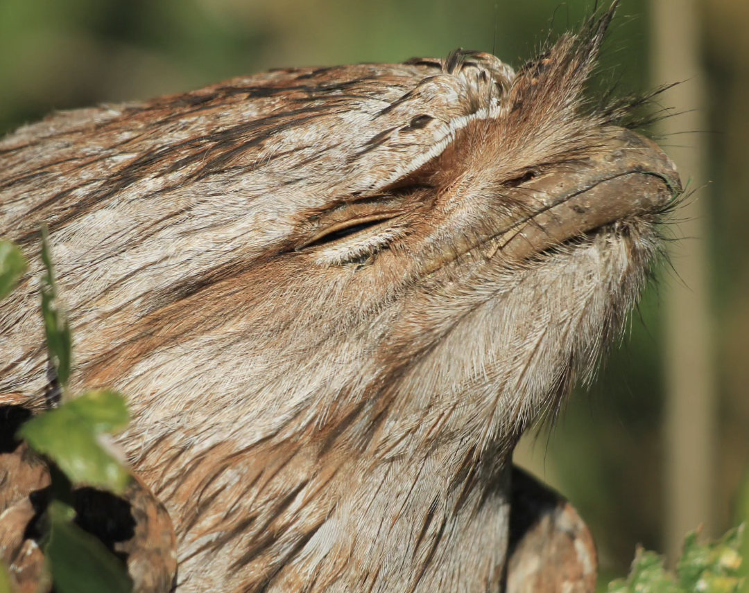 Tawny Frogmouth - ML601791561