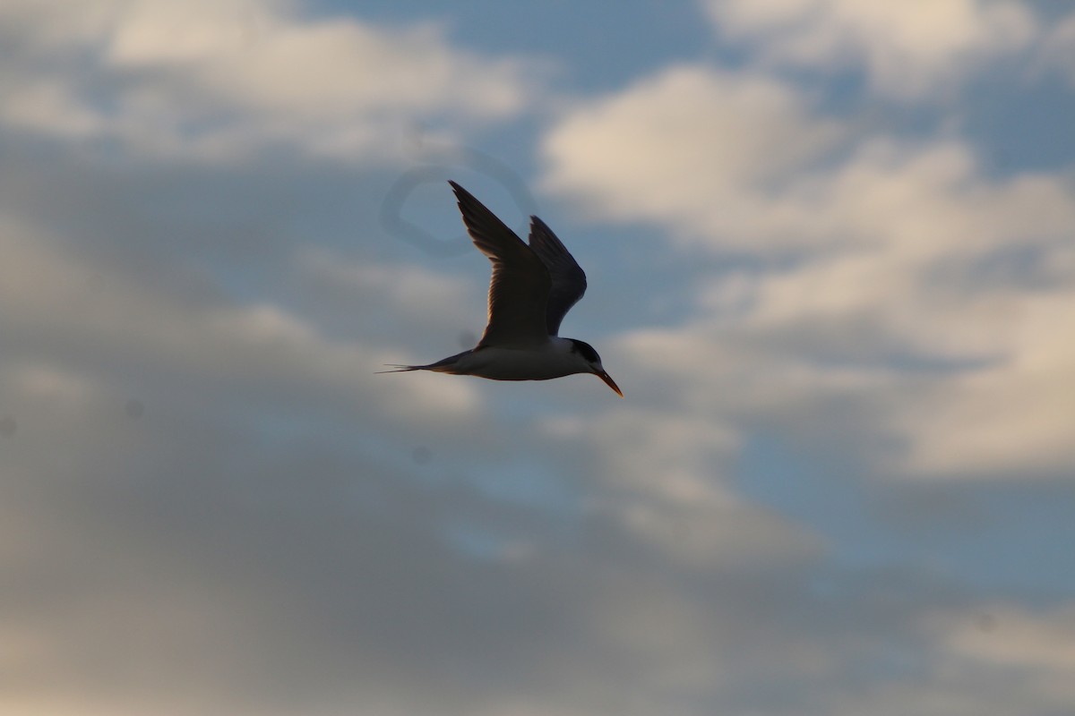 Australian Fairy Tern - ML60179181