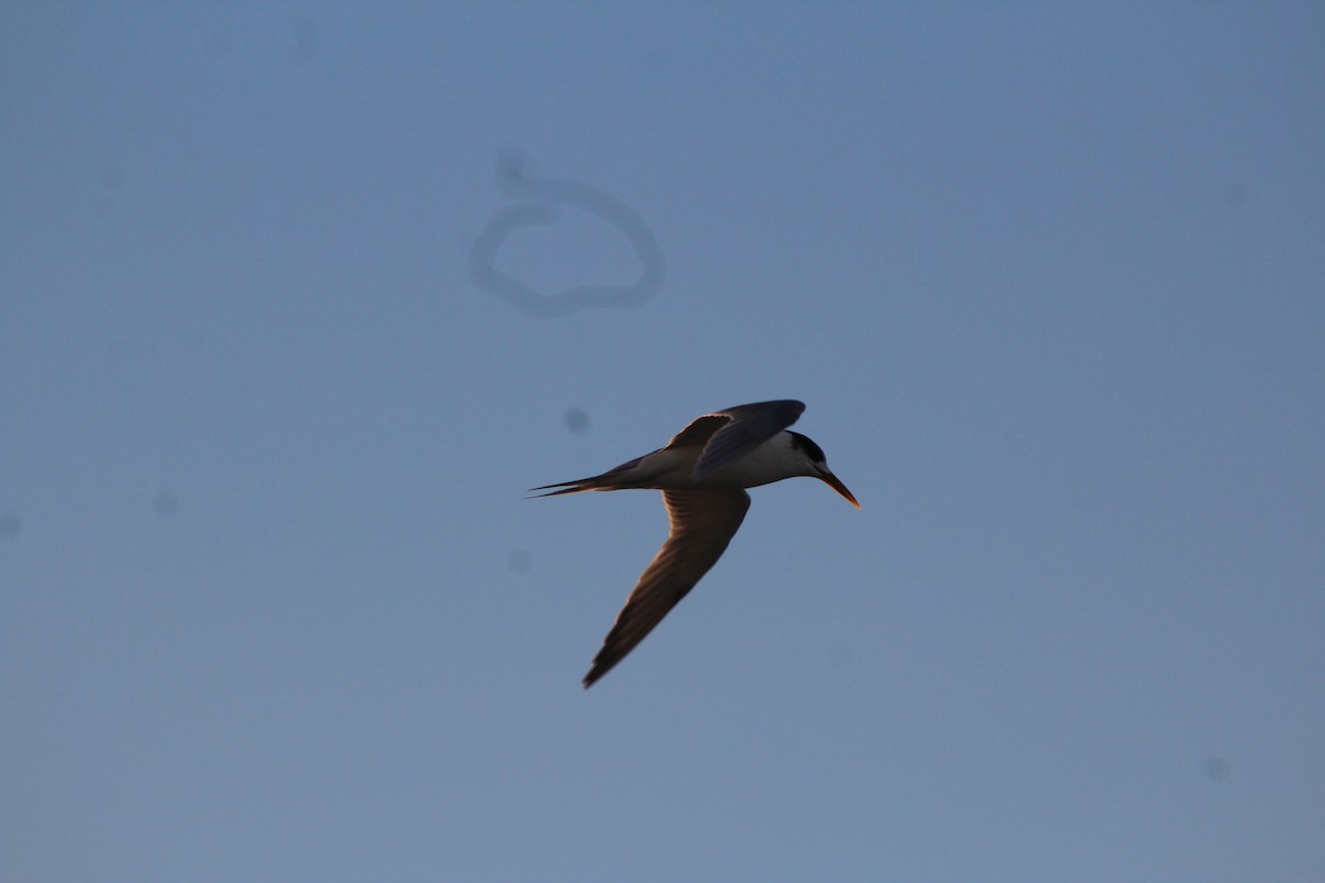 Australian Fairy Tern - ML60179191