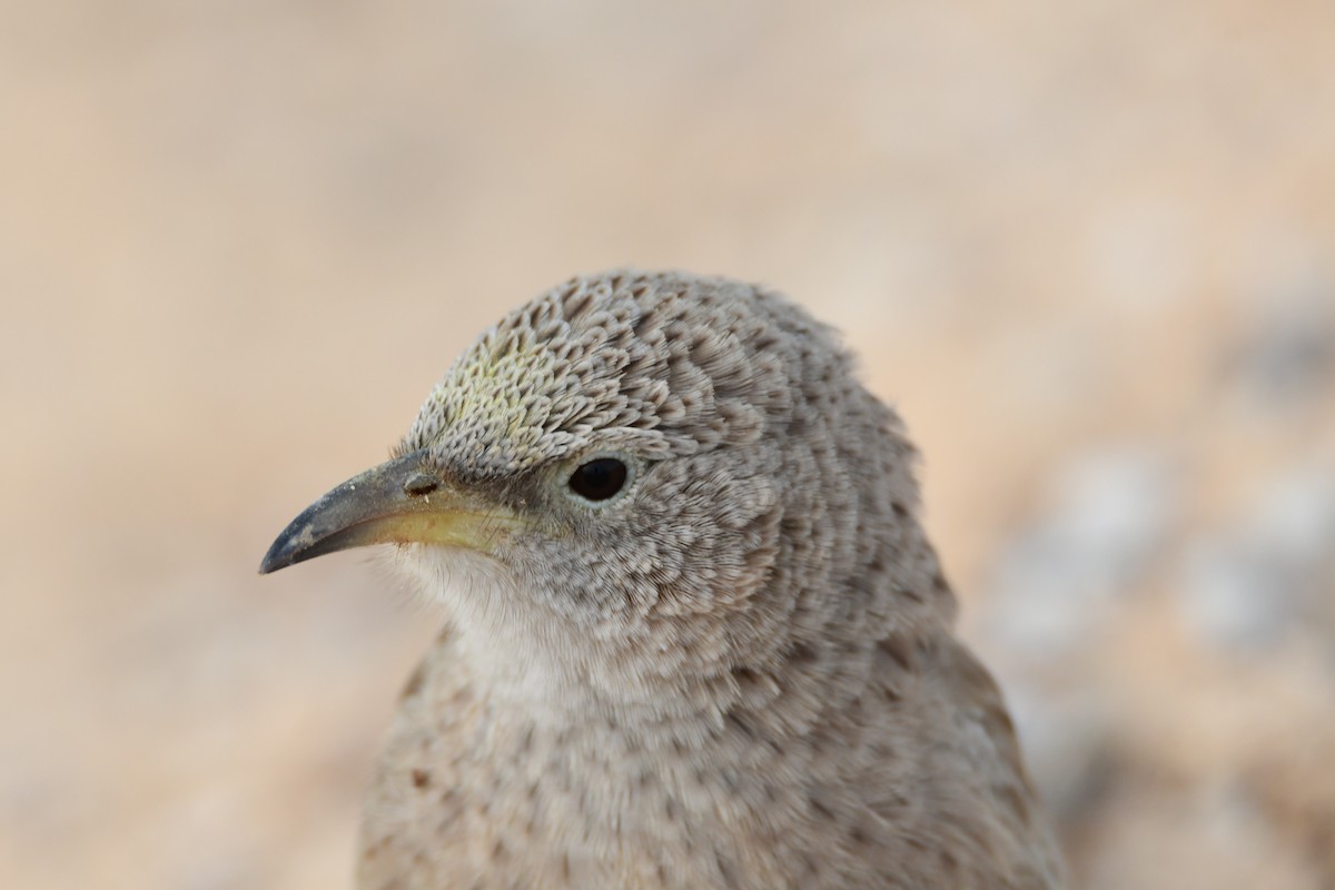 Arabian Babbler - ML601792171