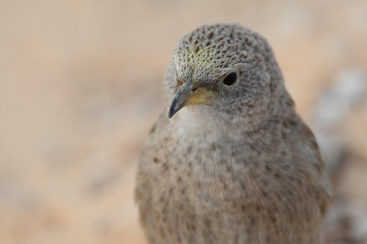 Arabian Babbler - ML601792181