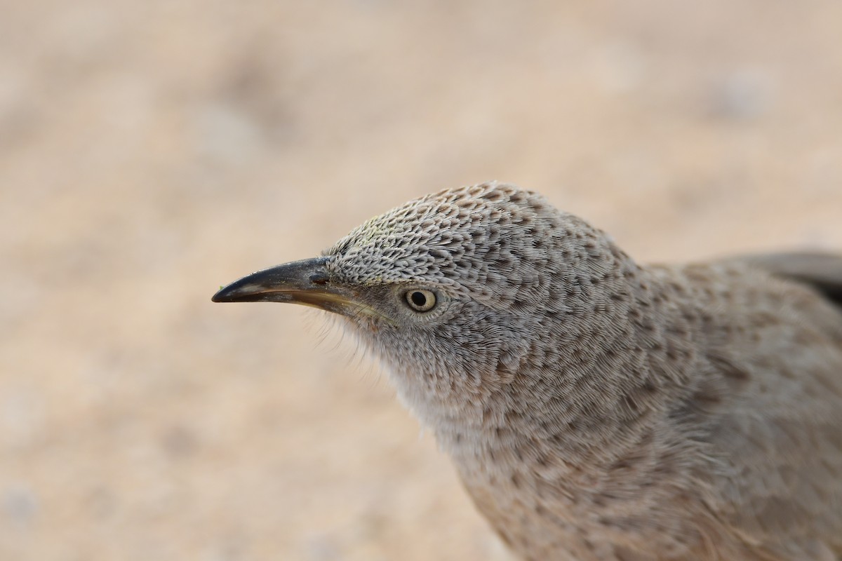 Arabian Babbler - ML601792191