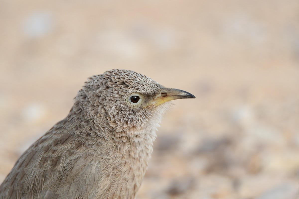 Arabian Babbler - ML601792201
