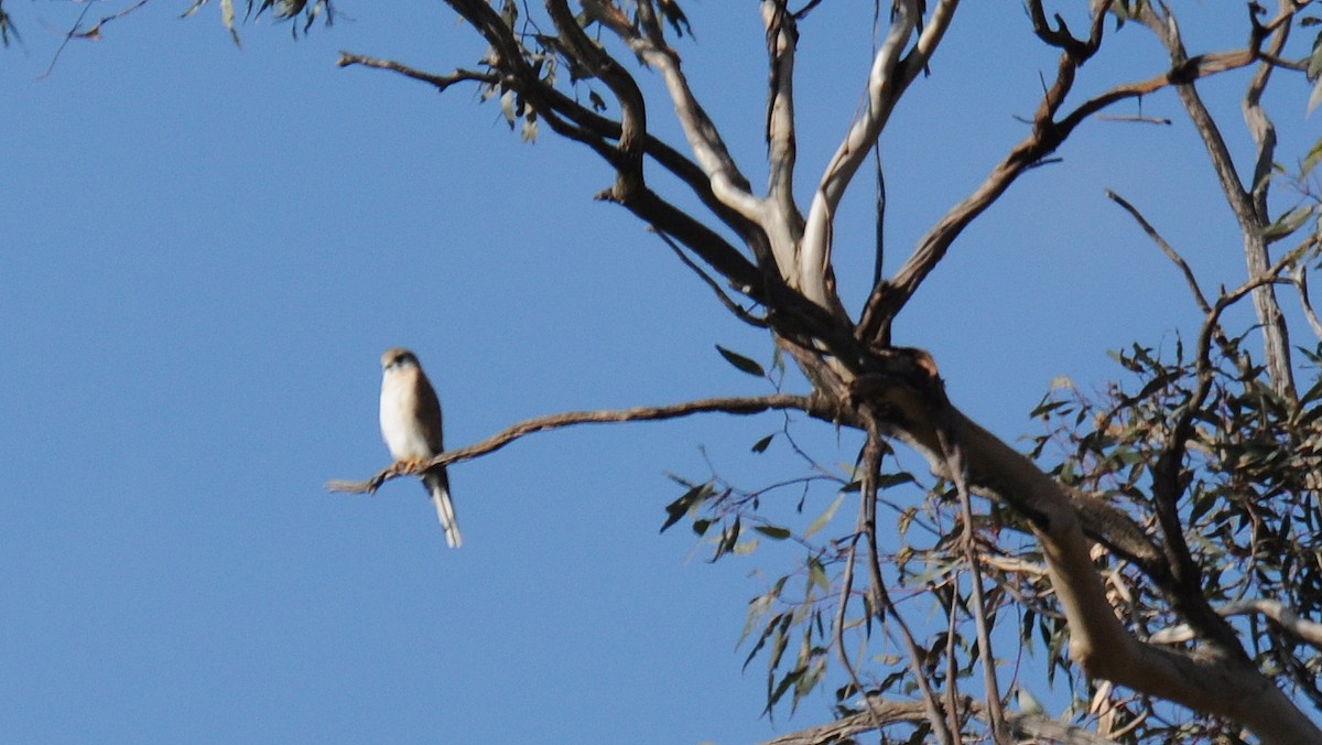 Nankeen Kestrel - ML60179221