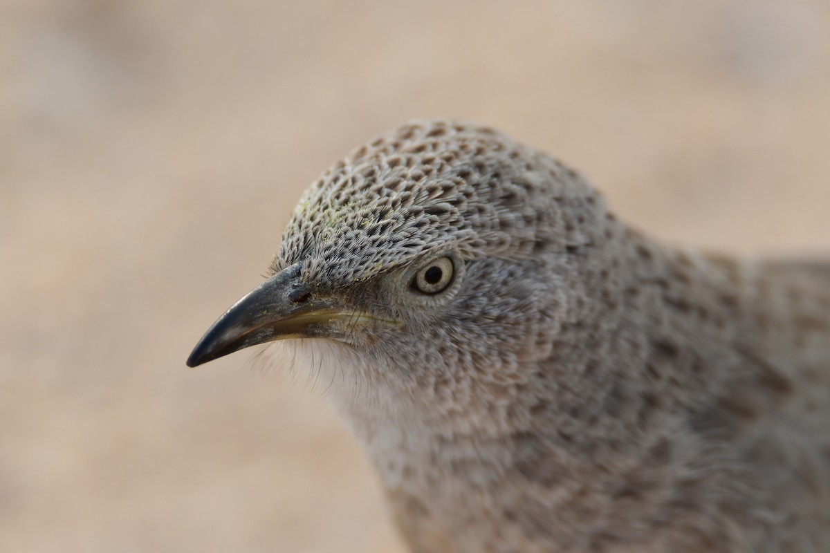 Arabian Babbler - ML601792211
