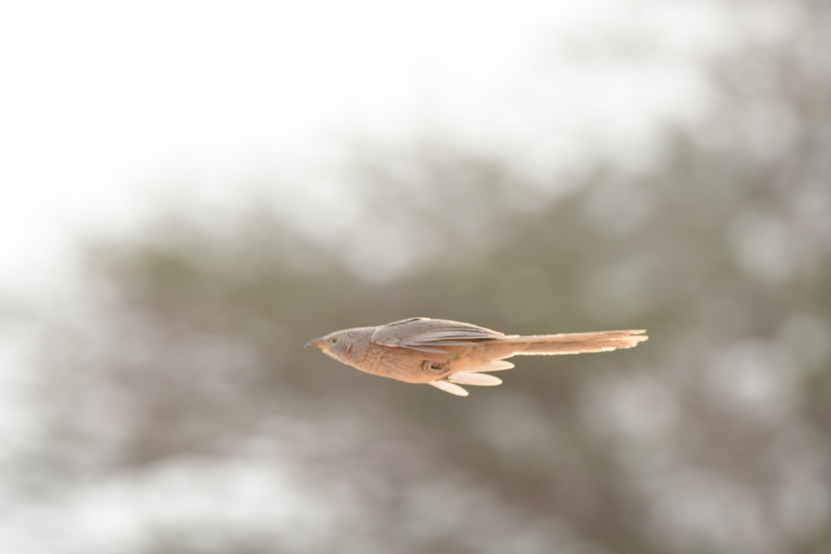 Arabian Babbler - ML601792221