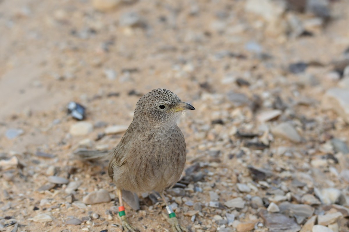Arabian Babbler - ML601792231