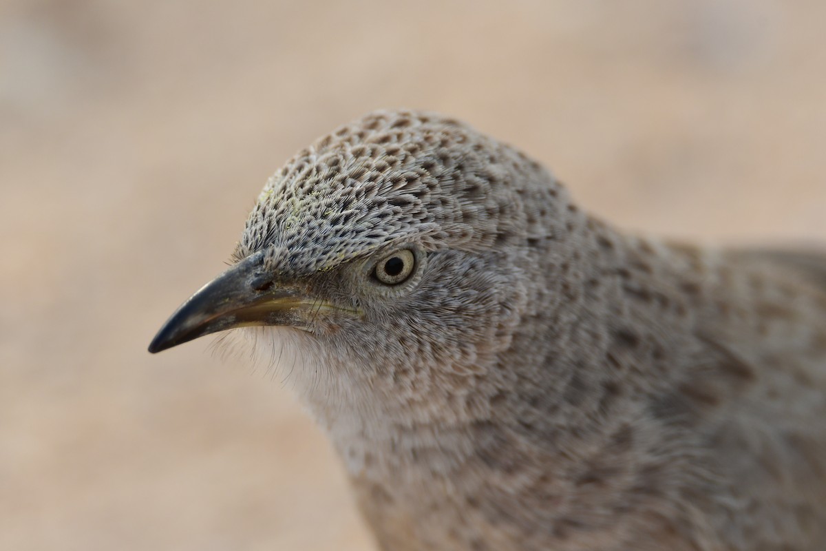 Arabian Babbler - ML601792241
